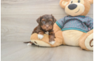 Best Yorkie Poo Baby