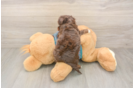 Happy Yorkie Poo Baby