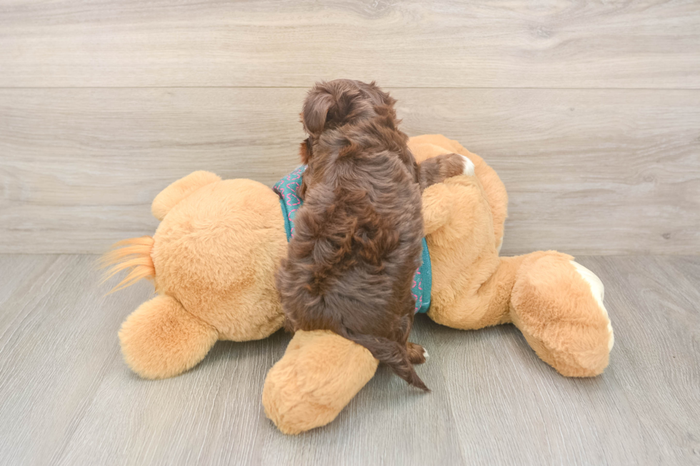 Happy Yorkie Poo Baby