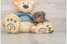 Best Yorkie Poo Baby