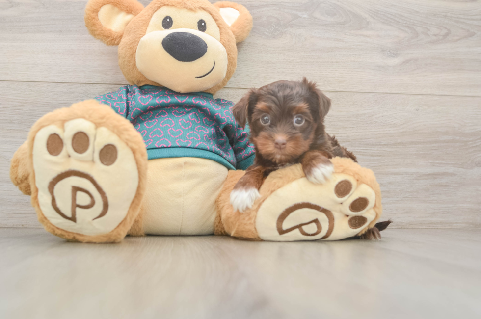 5 week old Yorkie Poo Puppy For Sale - Seaside Pups
