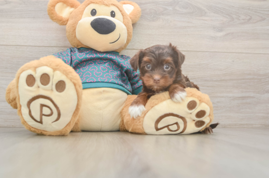 Best Yorkie Poo Baby