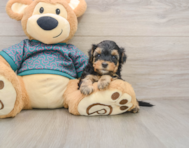 8 week old Yorkie Poo Puppy For Sale - Seaside Pups