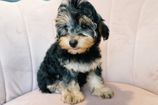 Cute Yorkie Poo Baby