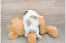 Best Yorkie Poo Baby