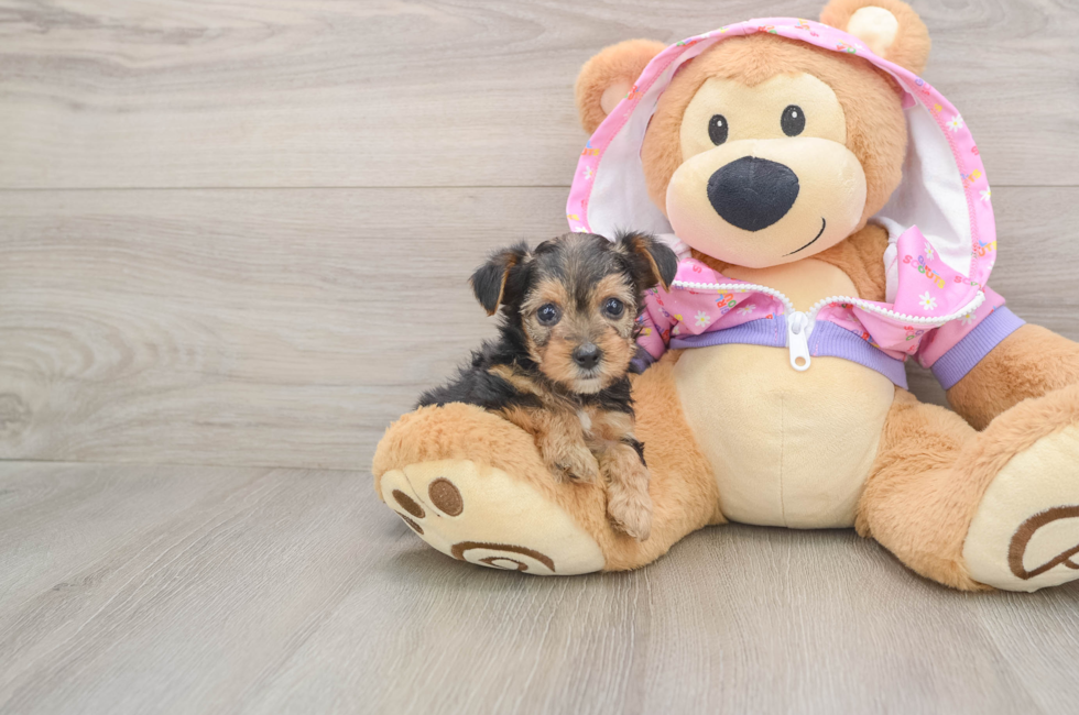 5 week old Yorkie Poo Puppy For Sale - Seaside Pups