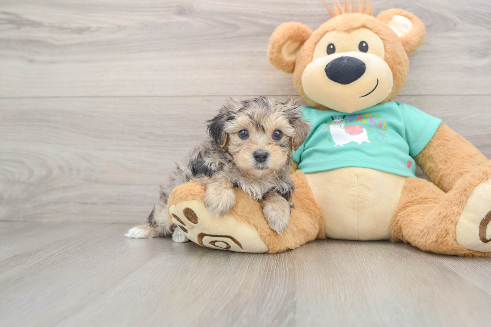 Happy Yorkie Poo Baby