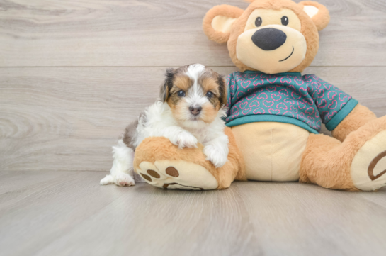 Yorkie Poo Puppy for Adoption