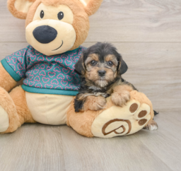 7 week old Yorkie Poo Puppy For Sale - Seaside Pups