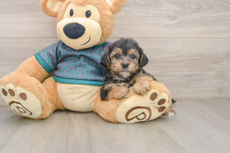 Petite Yorkie Poo Poodle Mix Pup