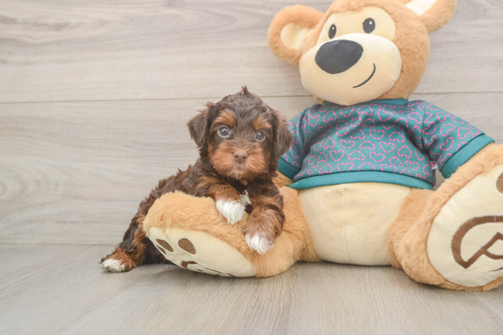 Cute Yorkie Poo Baby