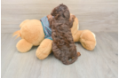 Best Yorkie Poo Baby