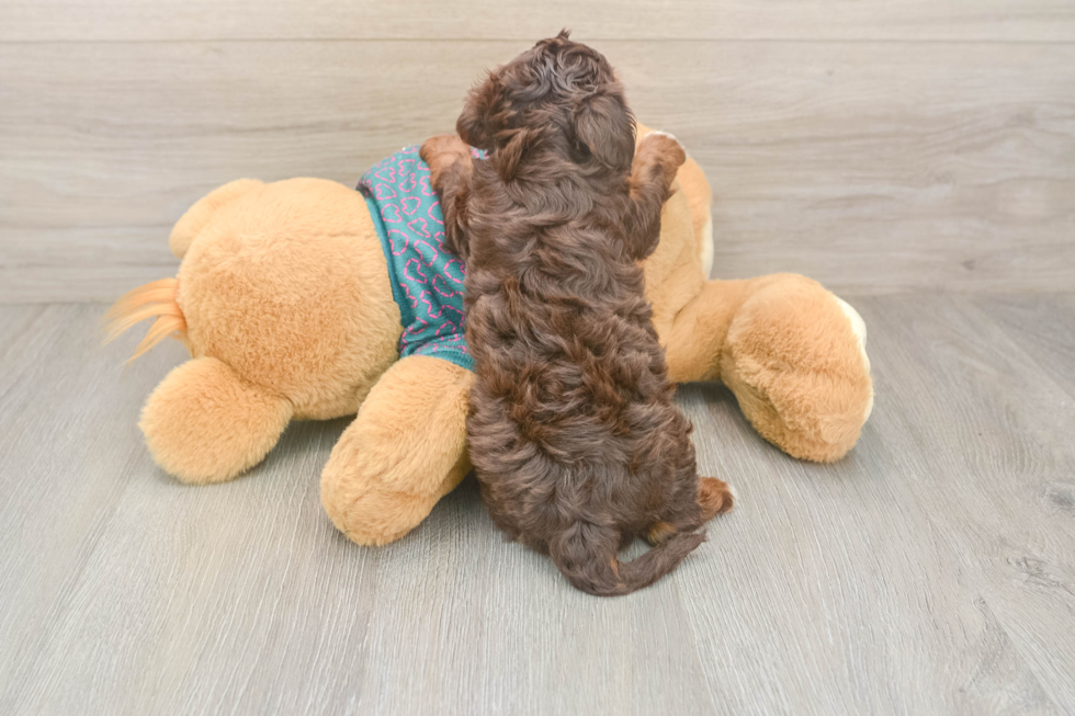 Best Yorkie Poo Baby