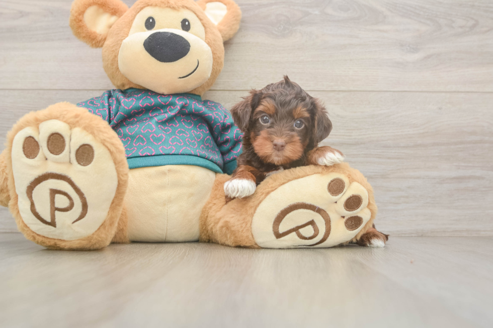 Yorkie Poo Puppy for Adoption