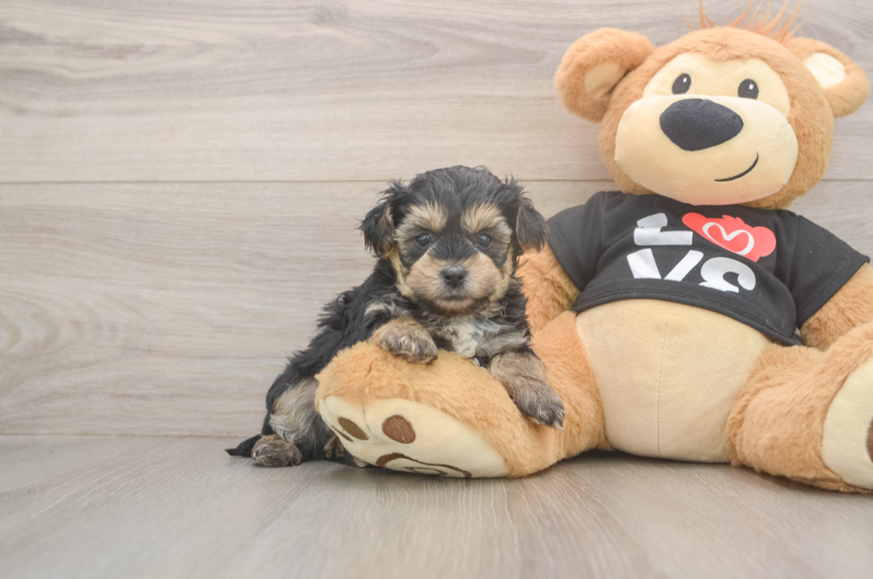5 week old Yorkie Poo Puppy For Sale - Seaside Pups