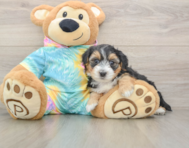 7 week old Yorkie Poo Puppy For Sale - Seaside Pups