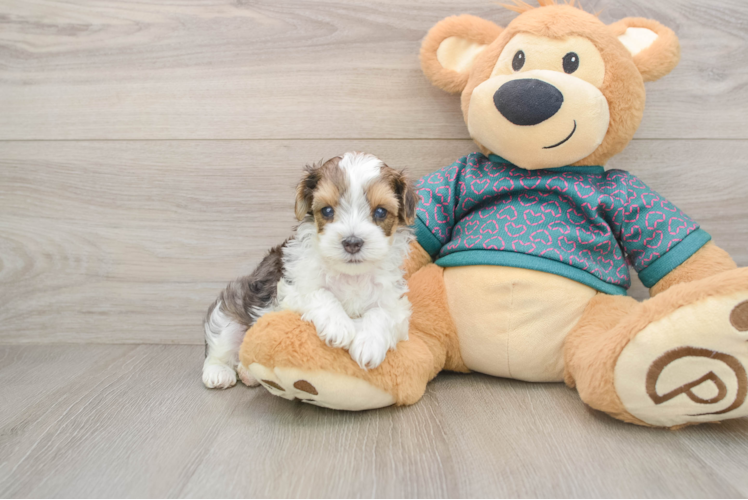 Friendly Yorkie Poo Baby