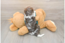 Yorkie Poo Pup Being Cute