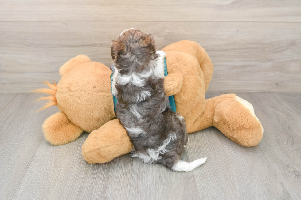 Yorkie Poo Pup Being Cute