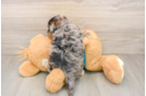 Funny Yorkie Poo Poodle Mix Pup