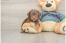 Little Yorkie Poodle Mix Poodle Mix Puppy