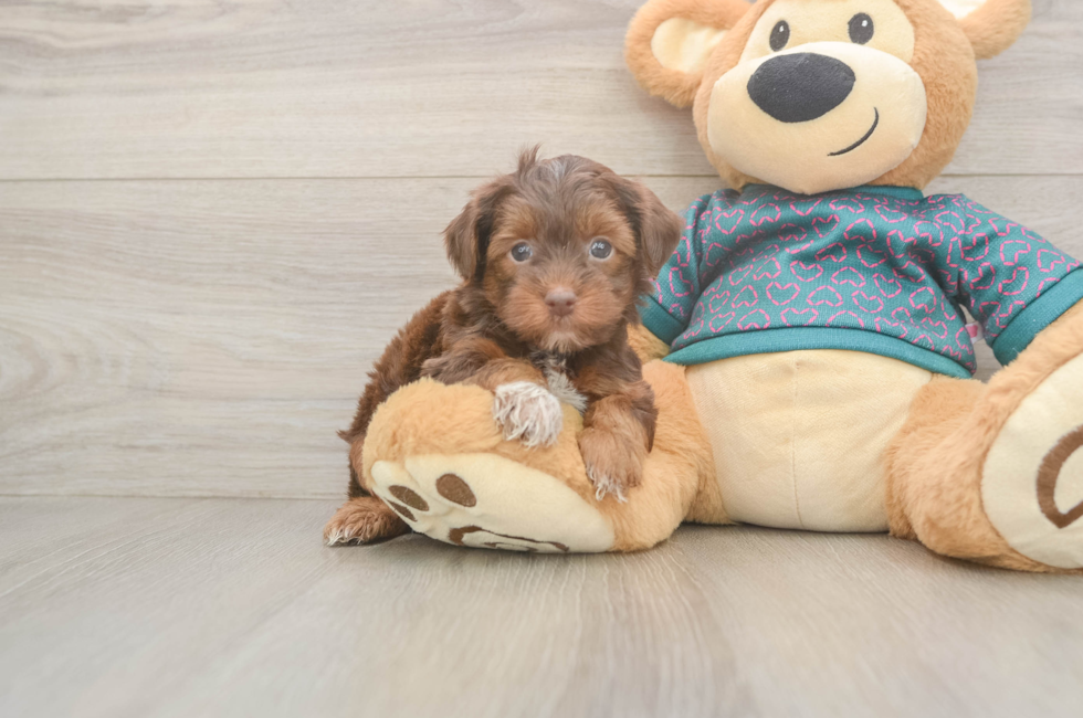5 week old Yorkie Poo Puppy For Sale - Seaside Pups