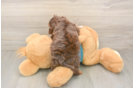 Yorkie Poo Pup Being Cute