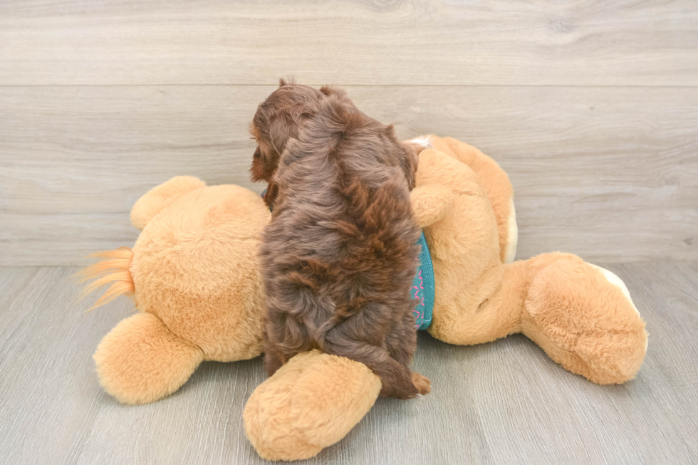 Yorkie Poo Pup Being Cute