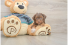 Popular Yorkie Poo Poodle Mix Pup