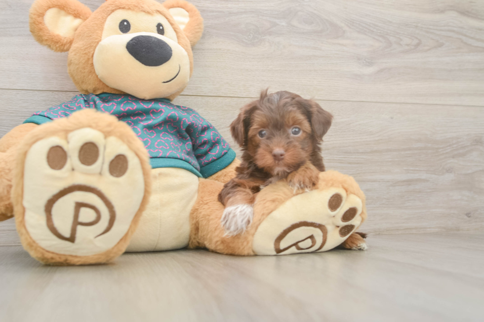 Popular Yorkie Poo Poodle Mix Pup