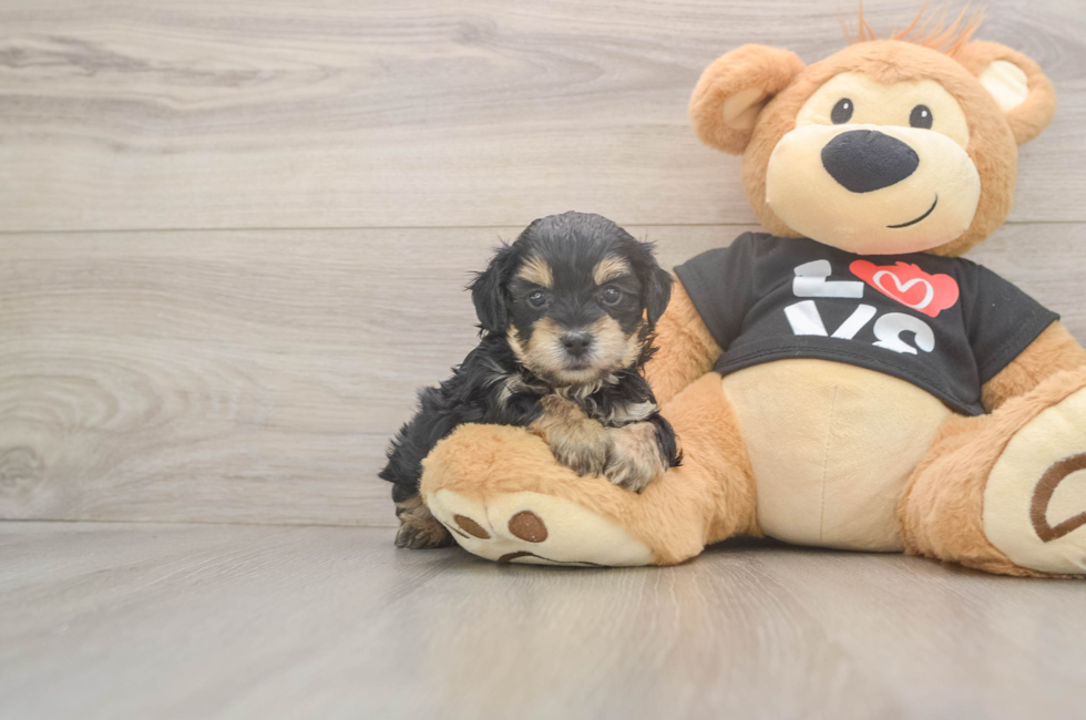5 week old Yorkie Poo Puppy For Sale - Seaside Pups