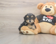 7 week old Yorkie Poo Puppy For Sale - Seaside Pups 7 week old Yorkie Poo Puppy For Sale - Seaside Pups