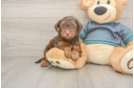 Energetic Yorkipoo Poodle Mix Puppy