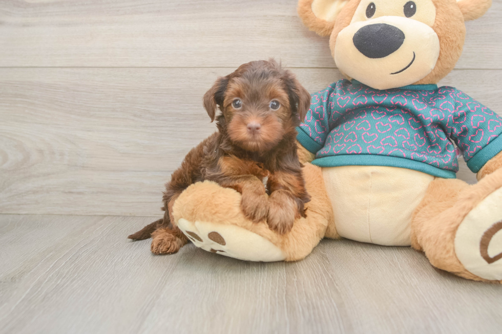 Energetic Yorkipoo Poodle Mix Puppy