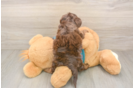 Best Yorkie Poo Baby