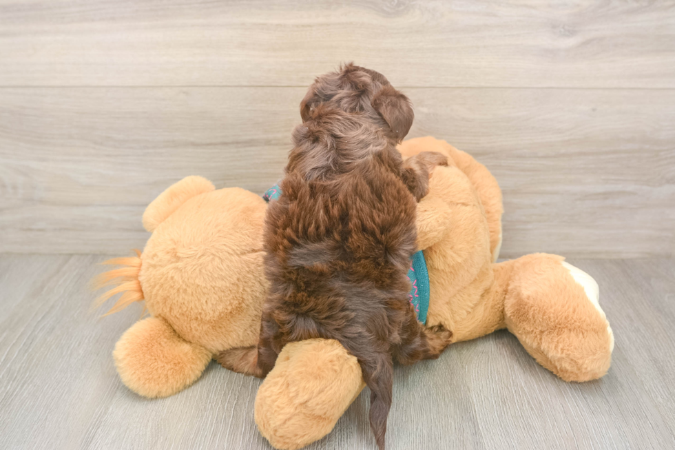 Best Yorkie Poo Baby