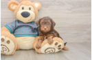 Yorkie Poo Pup Being Cute