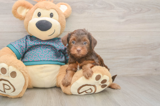 Yorkie Poo Pup Being Cute