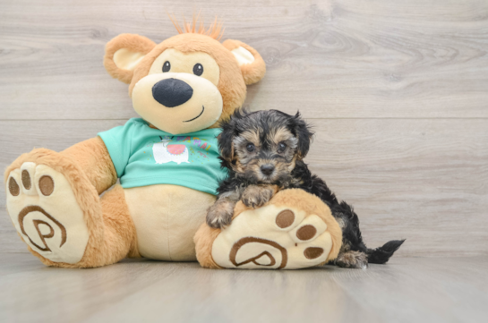 Yorkie Poo Puppy for Adoption