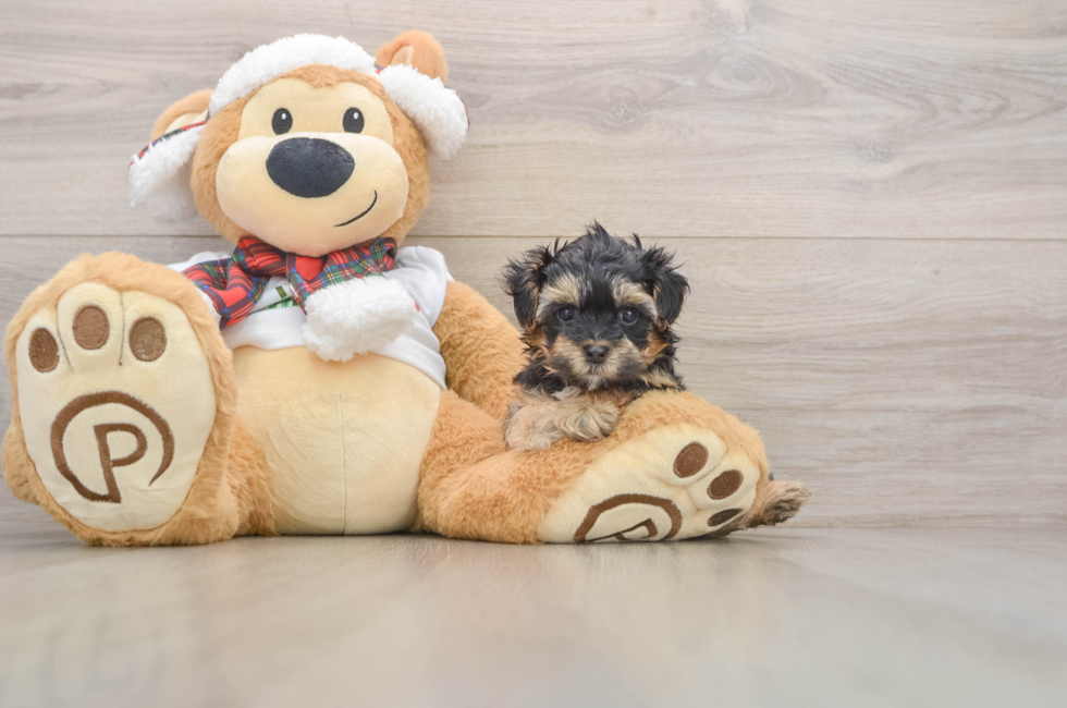 5 week old Yorkie Poo Puppy For Sale - Seaside Pups