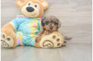 Cute Yorkie Poo Baby