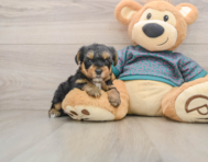 8 week old Yorkie Poo Puppy For Sale - Seaside Pups