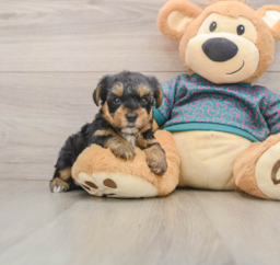 7 week old Yorkie Poo Puppy For Sale - Seaside Pups