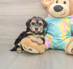5 week old Yorkie Poo Puppy For Sale - Seaside Pups