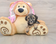 8 week old Yorkie Poo Puppy For Sale - Seaside Pups