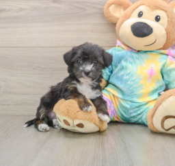 5 week old Yorkie Poo Puppy For Sale - Seaside Pups