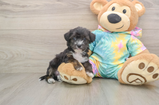 Little Yorkie Poodle Mix Poodle Mix Puppy