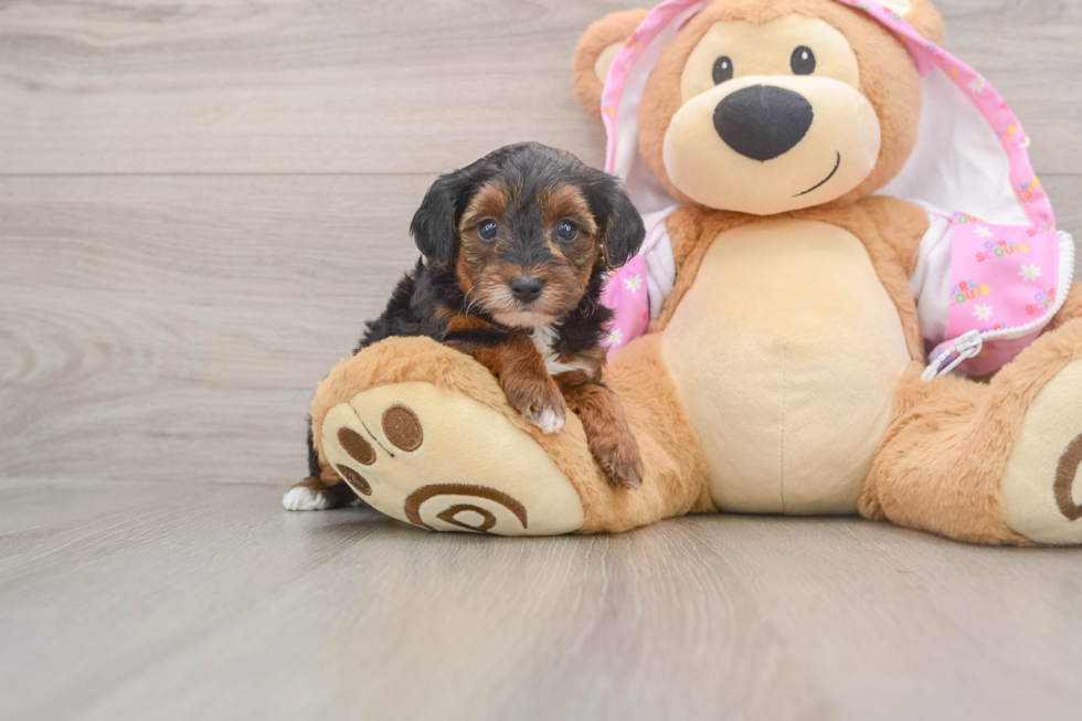 Playful Yo Yo Poo Poodle Mix Puppy