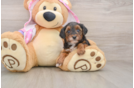 Small Yorkie Poo Baby