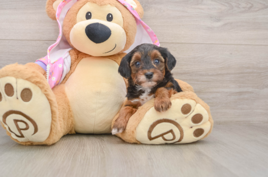Small Yorkie Poo Baby